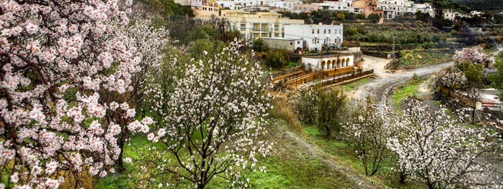 Die Mandelblüte verwandelt Mallorca in einen blühenden Garten